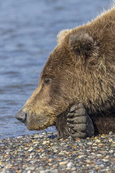 Adult grizzly bear resting on beach, Lake Clark National Park and Preserve, Alaska, Silver Salmon Creek