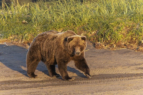 Adult grizzly bear on shoreline at sunrise, Lake Clark National Park and Preserve, Alaska, Silver Salmon Creek