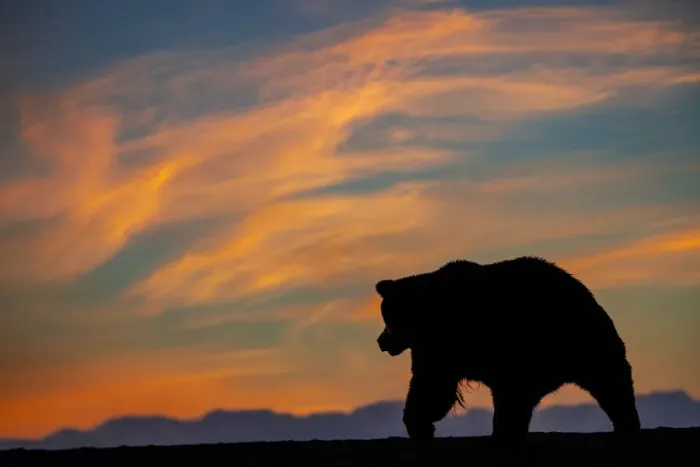 Framed Print : Adult grizzly bear silhouetted on beach at sunrise, Lake Clark National Park and Preserve, Alaska, Silver Salmon Creek Framed Print : Adult grizzly bear silhouetted on beach at sunrise, Lake Clark National Park and Preserve, Alaska, Silver Salmon Creek