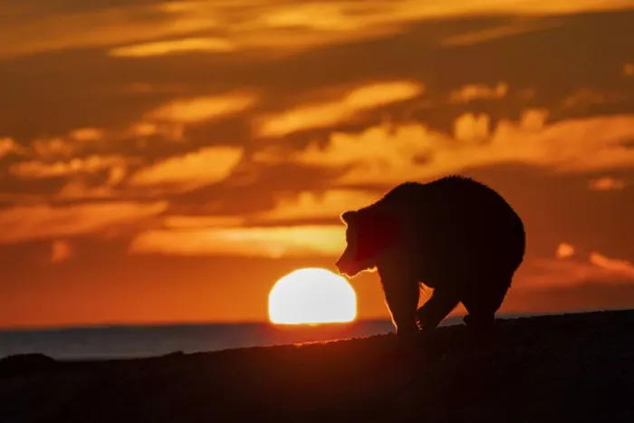 Framed Print : Adult grizzly bear silhouetted on beach at sunrise, Lake Clark National Park and Preserve, Alaska, Silver Salmon Creek