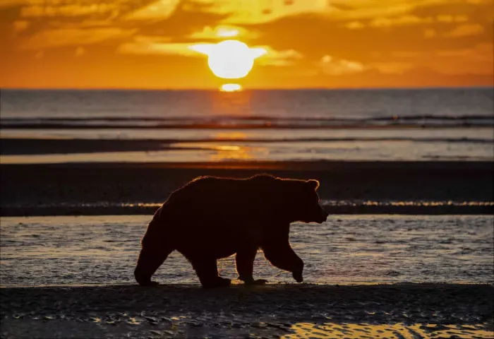 Framed Print : Adult grizzly bear silhouetted on beach at sunrise, Lake Clark National Park and Preserve, Alaska, Silver Salmon Creek Framed Print : Adult grizzly bear silhouetted on beach at sunrise, Lake Clark National Park and Preserve, Alaska, Silver Salmon Creek