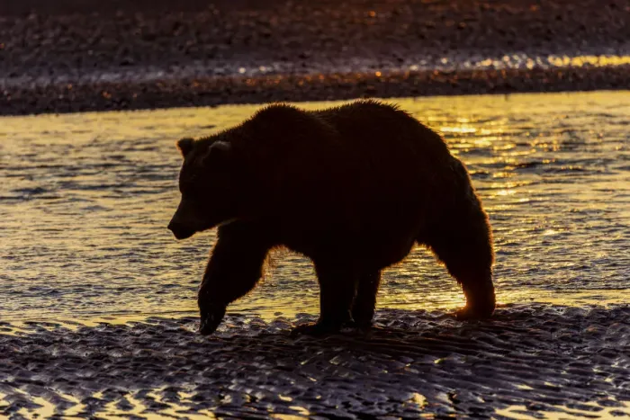 Framed Print : Adult grizzly bear silhouetted on beach at sunrise, Lake Clark National Park and Preserve, Alaska, Silver Salmon Creek Framed Print : Adult grizzly bear silhouetted on beach at sunrise, Lake Clark National Park and Preserve, Alaska, Silver Salmon Creek