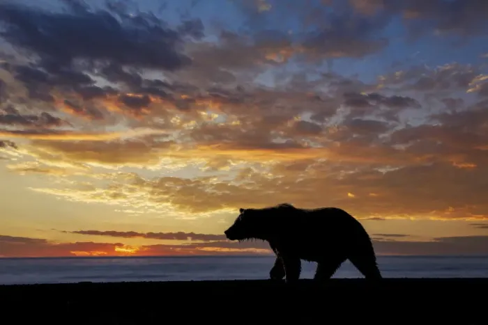 Framed Print : Adult grizzly bear silhouetted at sunrise, Lake Clark National Park and Preserve, Alaska, Silver Salmon Creek