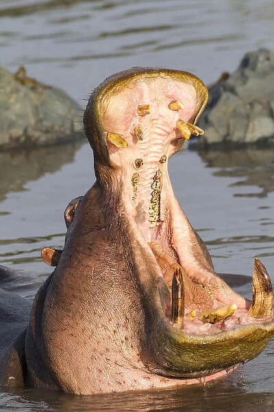 Adult hippopatamus opens its jaw really wide to the camera, close up, showing its teeth