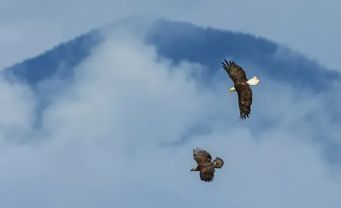 Framed Print : Adult and immature bald eagles flying together, Washington State Framed Print : Adult and immature bald eagles flying together, Washington State