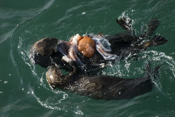 Adult and juvenile Sea Otter (Enhydra lutris) consume Giant Pacific Octopus (Octopus