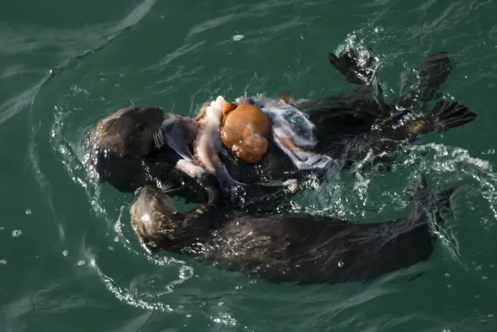Framed Print : Adult and juvenile Sea Otter (Enhydra lutris) consume Giant Pacific Octopus (Octopus Framed Print : Adult and juvenile Sea Otter (Enhydra lutris) consume Giant Pacific Octopus (Octopus