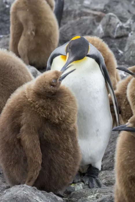 Framed Print : Adult King penguin with Chick. St. Andrews Bay, South Georgia Islands Framed Print : Adult King penguin with Chick. St. Andrews Bay, South Georgia Islands