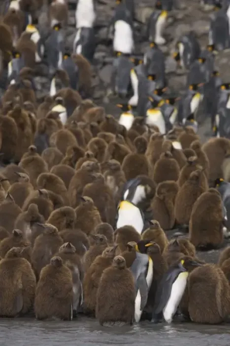Framed Print : Adult king penguins stand out from juvenile King penguins, known as oakum boys which Framed Print : Adult king penguins stand out from juvenile King penguins, known as oakum boys which