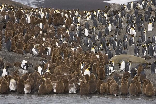 Adult king penguins stand out from juvenile King penguins, known as oakum boys which
