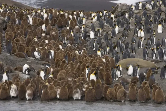 Framed Print : Adult king penguins stand out from juvenile King penguins, known as oakum boys which Framed Print : Adult king penguins stand out from juvenile King penguins, known as oakum boys which