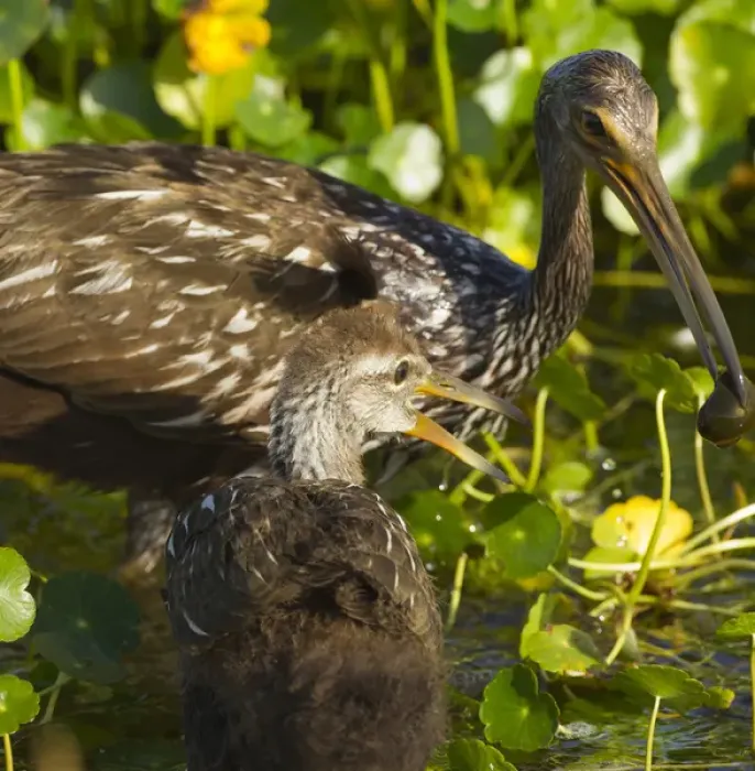 Framed Print : Adult Limpkin with apple snail for chick Aramus guarana, Viera wetlands, Florida