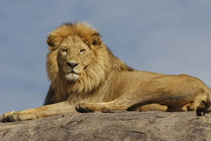 Framed Print : Adult male lion on kopje, Serengeti National Park, Tanzania, Africa