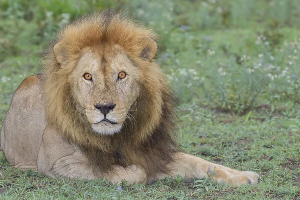 Adult male lion, lying on grass resting, look of surprise while looking at viewer