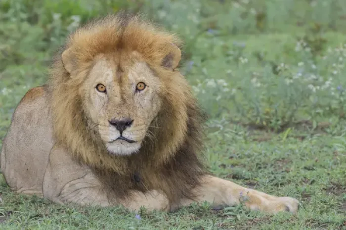 Framed Print : Adult male lion, lying on grass resting, look of surprise while looking at viewer Framed Print : Adult male lion, lying on grass resting, look of surprise while looking at viewer