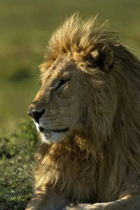 Framed Print : Adult male lion, Masai Mara, Kenya, Africa Framed Print : Adult male lion, Masai Mara, Kenya, Africa
