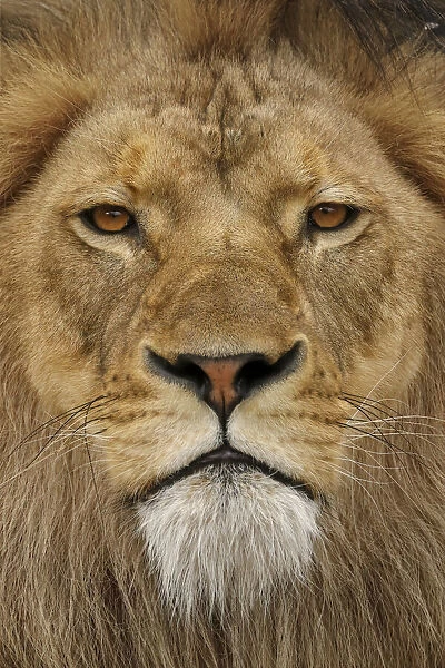 Adult male lion, Masai Mara, Kenya, Africa