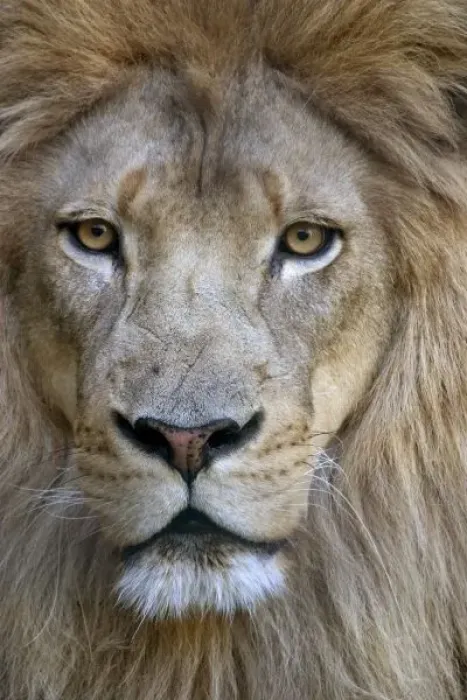 Framed Print : Adult male lion at the Sacramento Zoo, CA