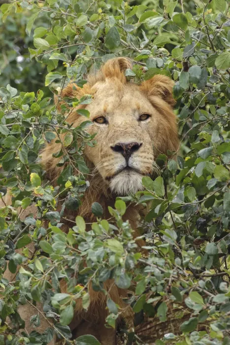 Framed Print : Adult male, lion, Serengeti National Park, Tanzania, Africa Framed Print : Adult male, lion, Serengeti National Park, Tanzania, Africa