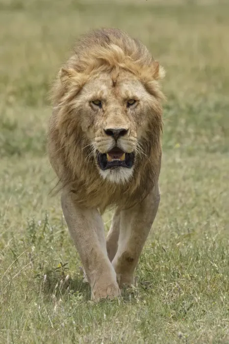 Framed Print : Adult male lion, Serengeti National Park, Tanzania, Africa