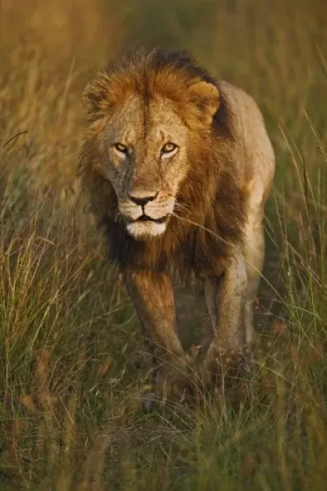 Framed Print : Adult male lion walking through tire tracks, Panthera leo, Masai Mara, Kenya Framed Print : Adult male lion walking through tire tracks, Panthera leo, Masai Mara, Kenya