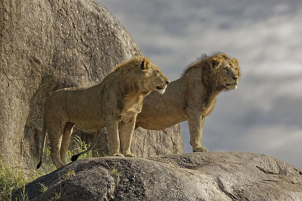 Adult male lions on rocky outcropping, Serengeti National Park, Tanzania, Africa