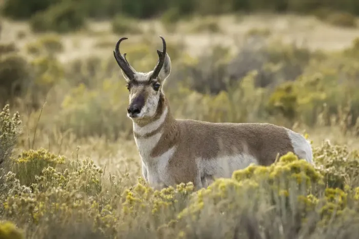Framed Print : Adult male pronghorn, Yellowstone National Park, Wyoming