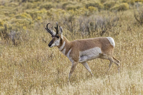 Adult male pronghorn, Yellowstone National Park, Wyoming