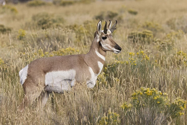 Adult male pronghorn, Yellowstone National Park, Wyoming