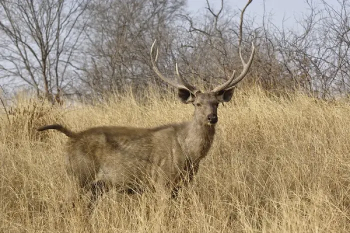 Framed Print : Adult male, Sambar deer, Ranthambore National Park, Rajasthan, India