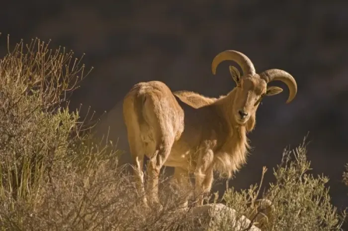 Framed Print : An adult mountain barbary bighorn sheep, Ammotragus lervia, or aoudad, forages high Framed Print : An adult mountain barbary bighorn sheep, Ammotragus lervia, or aoudad, forages high