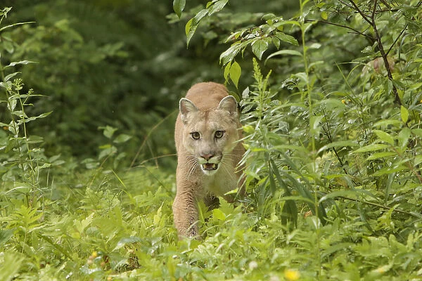 Adult Mountain Lion, Puma concolor (Controlled Situation) Minnesota