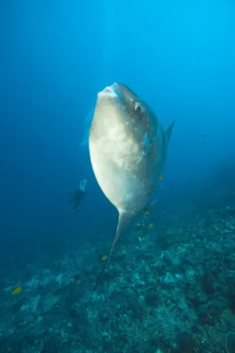 Framed Print : Adult Ocean Sunfish (Mola mola) heaviest bony fish in the world, Nusa Penida, Bali Framed Print : Adult Ocean Sunfish (Mola mola) heaviest bony fish in the world, Nusa Penida, Bali