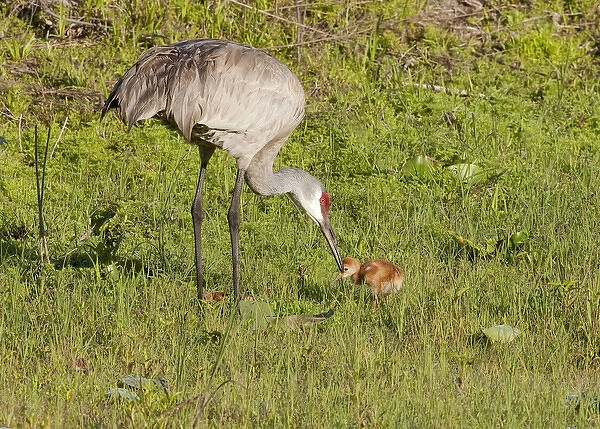 Adult Sandhill crane with day old chick, Grus canadensis, Florida