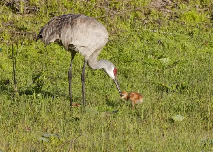 Framed Print : Adult Sandhill crane with day old chick, Grus canadensis, Florida Framed Print : Adult Sandhill crane with day old chick, Grus canadensis, Florida