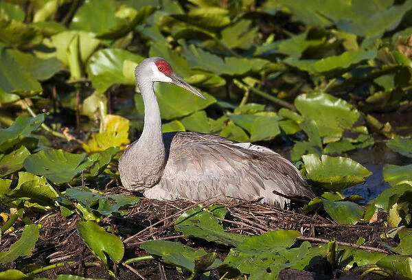Adult Sandhill crane on nest, Grus canadensis, Florida