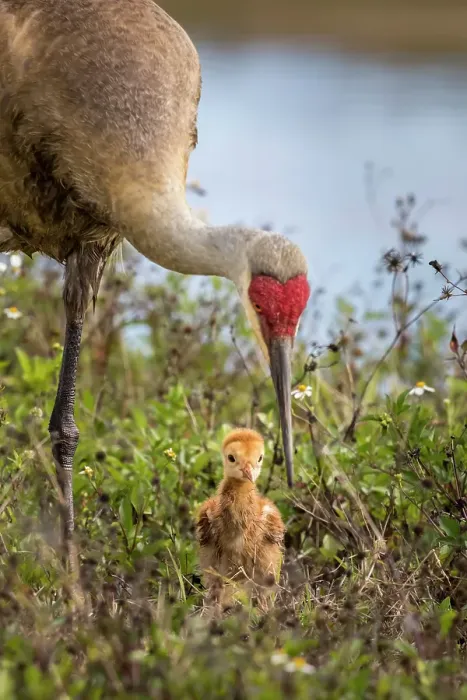 Framed Print : An adult sandhill crane with young colt look for bugs to eat