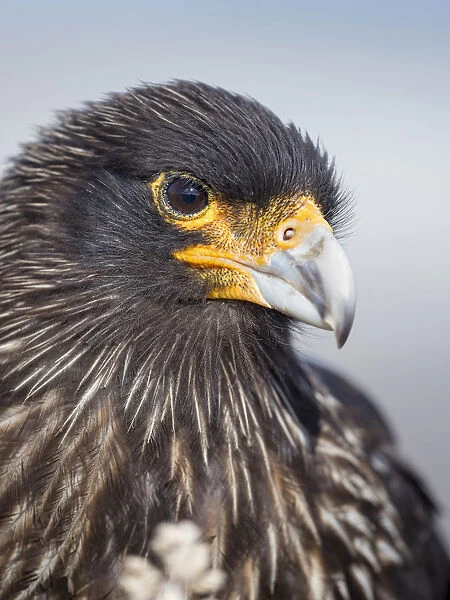Adult striated caracara, protected, endemic to the Falkland Islands