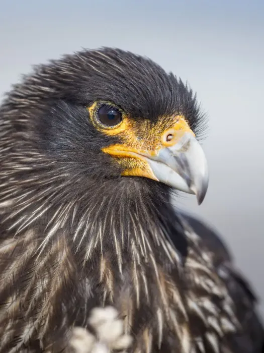Framed Print : Adult striated caracara, protected, endemic to the Falkland Islands Framed Print : Adult striated caracara, protected, endemic to the Falkland Islands