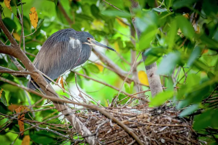 Framed Print : Adult tri-colored heron Framed Print : Adult tri-colored heron