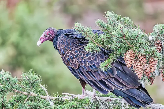 Framed Print : Adult turkey vulture in Mesa Verde National Park Framed Print : Adult turkey vulture in Mesa Verde National Park