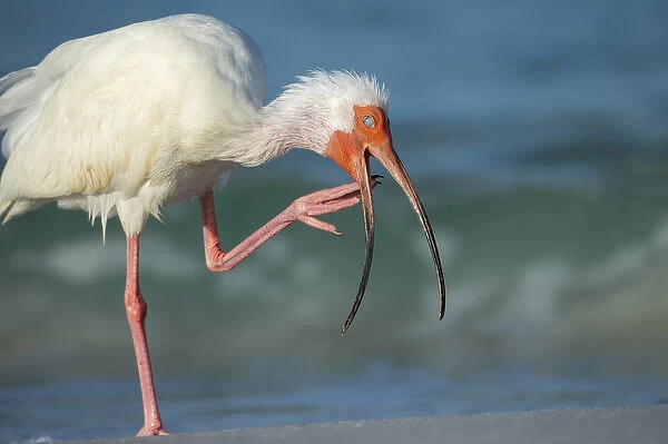 Adult White ibis scratching along shoreline, (showing protective eye cover) Eudocimus albus
