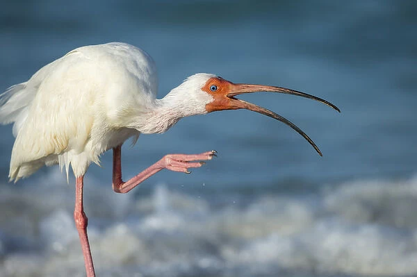 Adult White ibis scratching along shoreline, Eudocimus albus, Gulf of Mexico, Florida