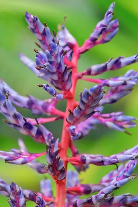 Framed Print : Aechmea bracteata, bromeliad Framed Print : Aechmea bracteata, bromeliad