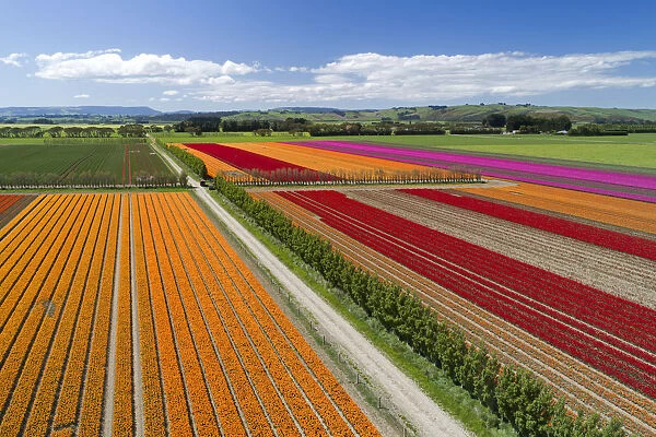 Aerial of colorful tulip fields, Edendale, Southland, South Island, New Zealand
