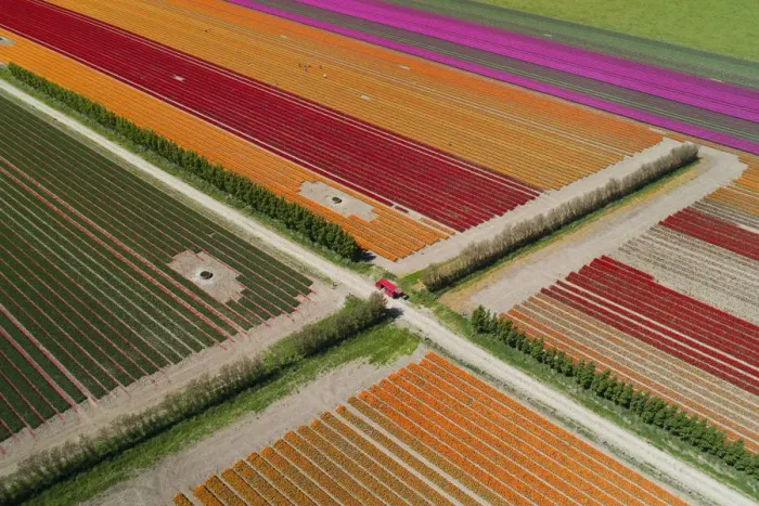 Framed Print : Aerial of colorful tulip fields, Edendale, Southland, South Island, New Zealand
