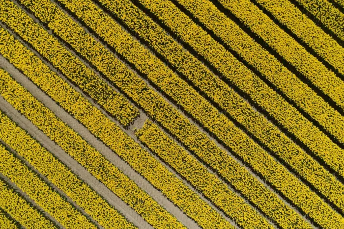 Framed Print : Aerial of colorful tulip fields, Edendale, Southland, South Island, New Zealand Framed Print : Aerial of colorful tulip fields, Edendale, Southland, South Island, New Zealand