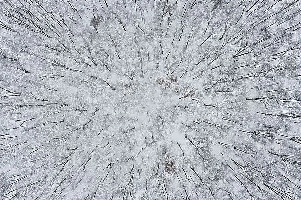 Aerial of forest after snowfall, Marion County, Illinois. (Editorial Use Only)