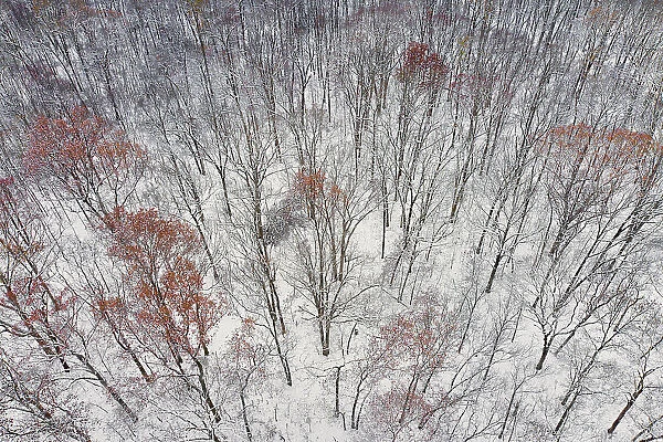 Aerial of forest after snowfall, Marion County, Illinois