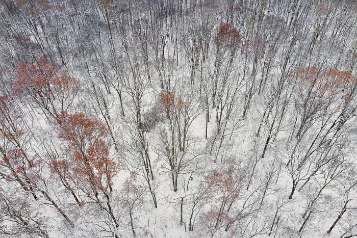 Framed Print : Aerial of forest after snowfall, Marion County, Illinois Framed Print : Aerial of forest after snowfall, Marion County, Illinois